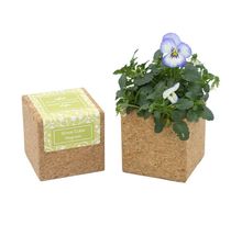 Cube en liège aimanté avec fleur Pensée à germer bio