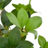 Vidaxl plante artificielle avec pot laurier vert 90 cm
