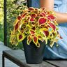 DEROMA Pot de fleurs Save R nero a réserve d'eau - Coloris noir - 30cm