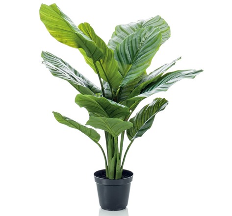 Emerald plante artificielle calathea orbifolia en pot 60 cm