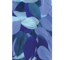 Plumes coupées camaieu bleu 10g 6cm